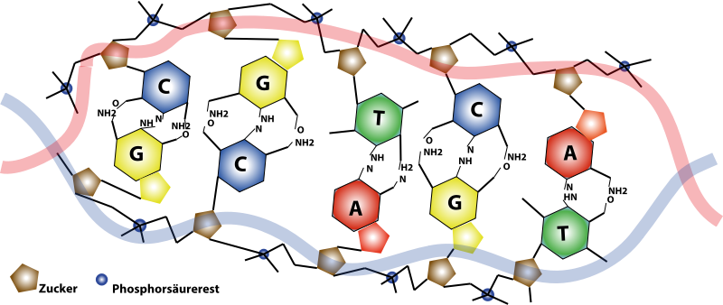 DNS Abschnitt - DNA part 